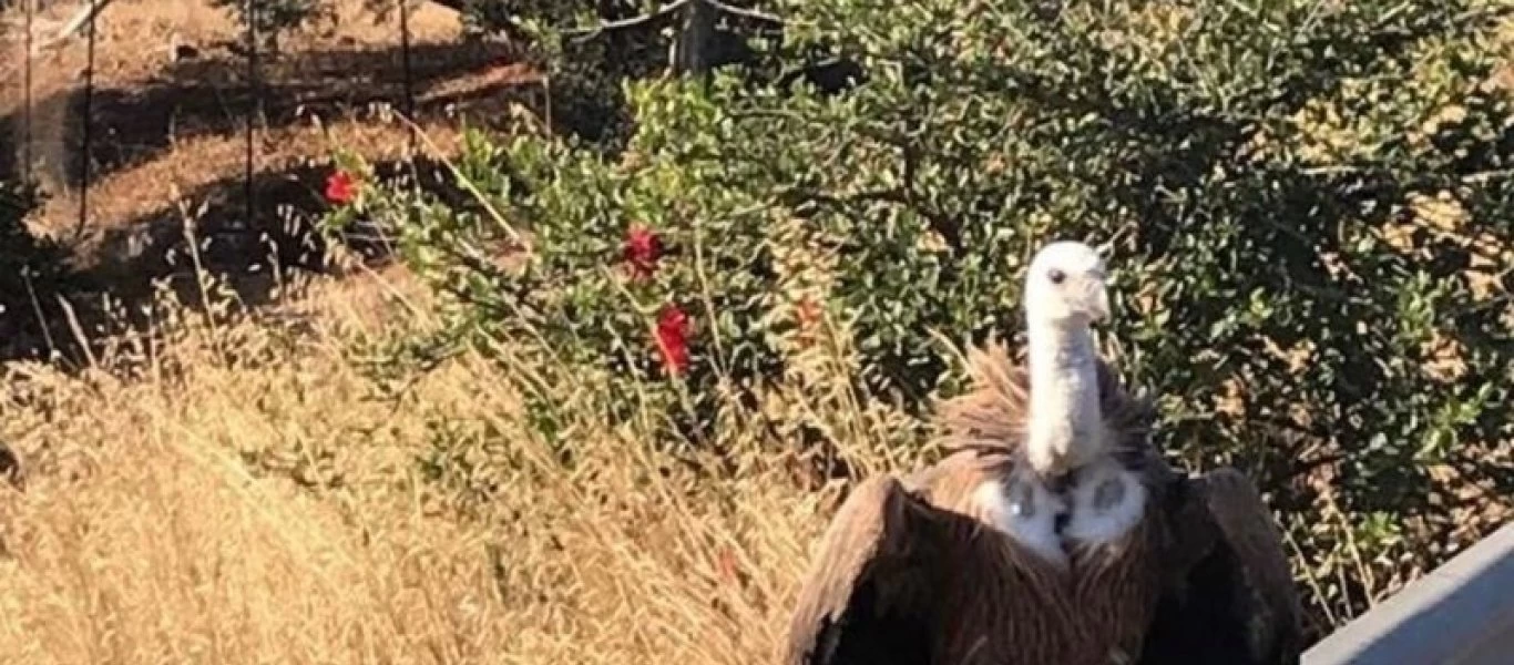 Η τροχαία Κρήτης κλήθηκε να «συλλάβει» έναν...γυπαετό (φώτο)